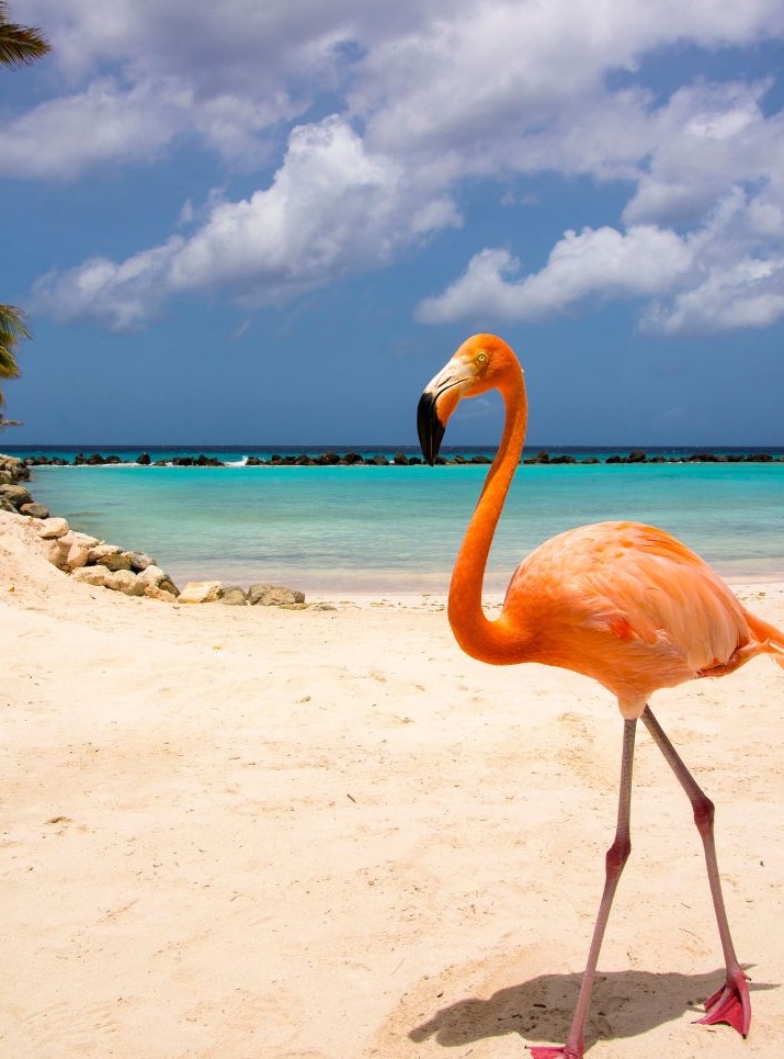 OLANDA + ARUBA