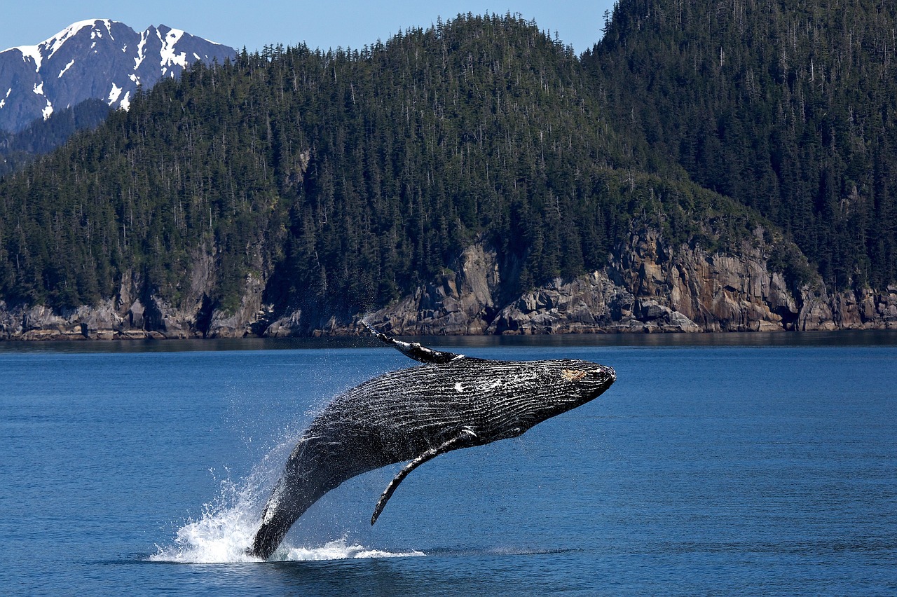 humpback-whale-1984341