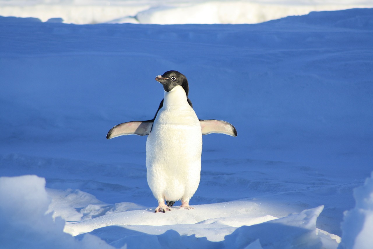 penguin-56101